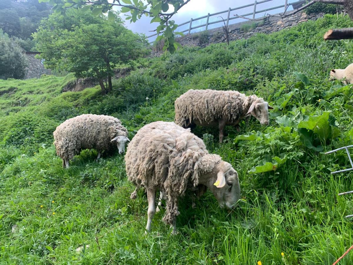 Maians - Peu Del Riu 122 - Vall D'incles - Soldeu *