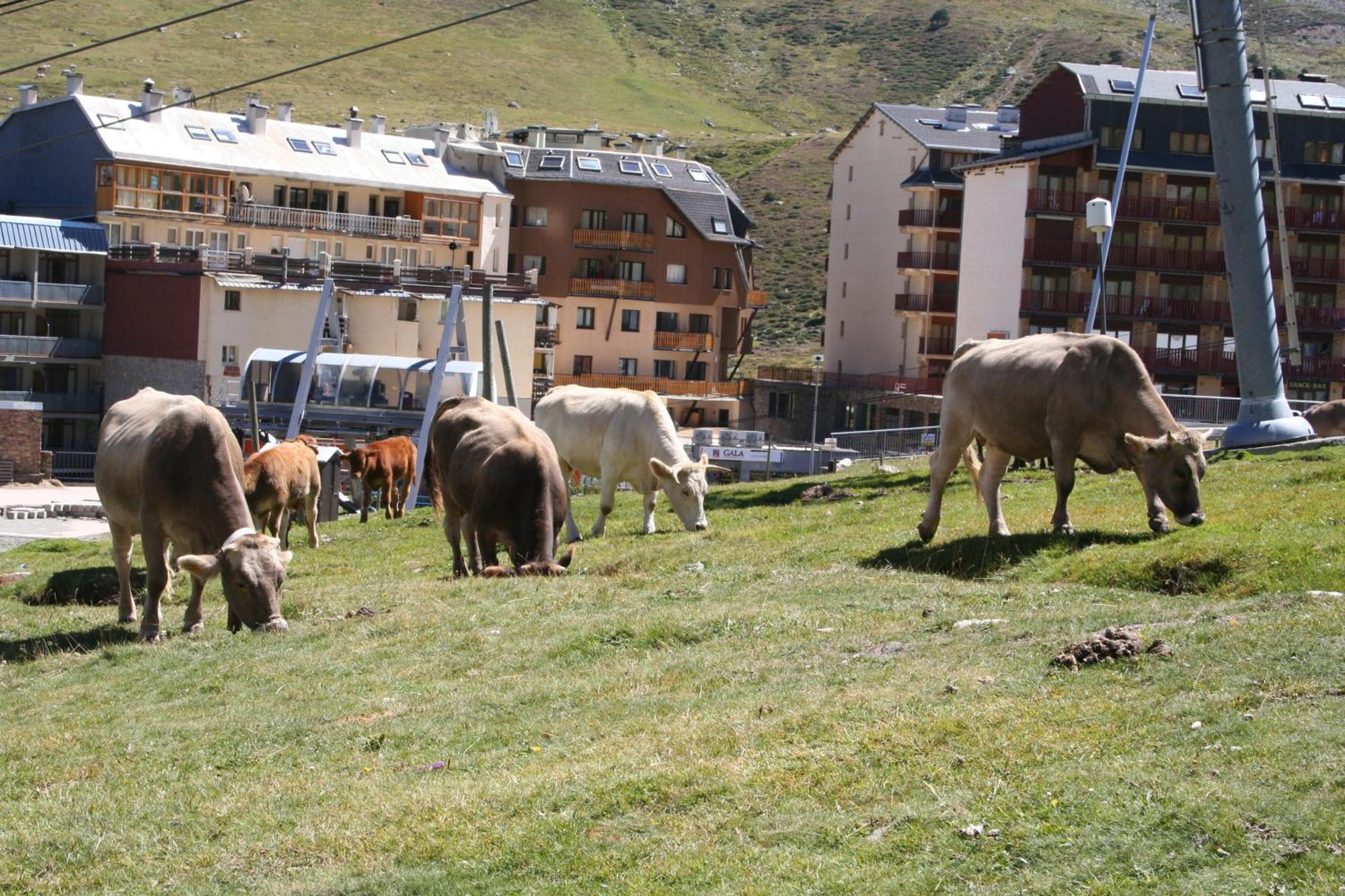Grifovacances Canigou *