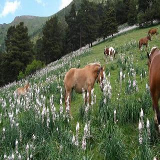 Del Pui La Massana
